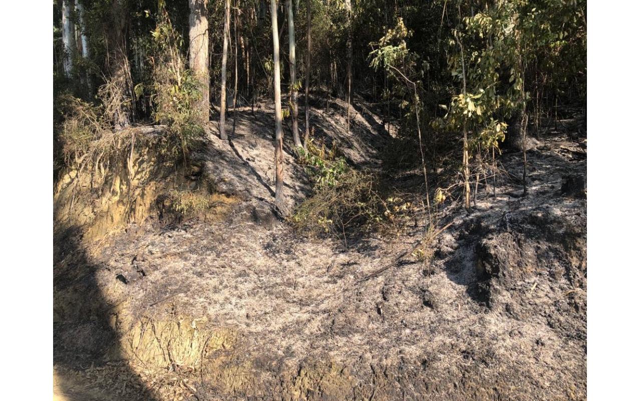 Incêndio atinge reflorestamento em Vidal Ramos 