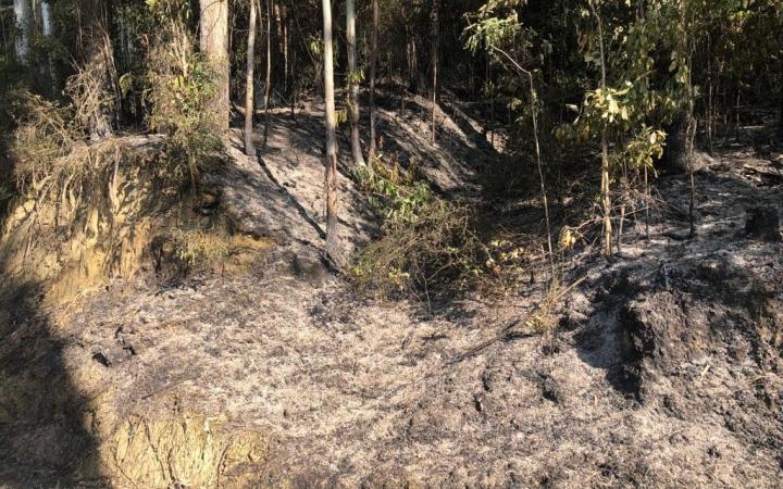 Incêndio atinge reflorestamento em Vidal Ramos 