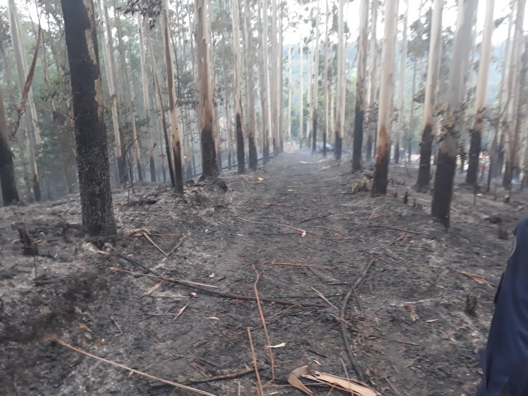 Incêndio atinge três mil pés de eucaliptos em área de reflorestamento no Alto Vale 