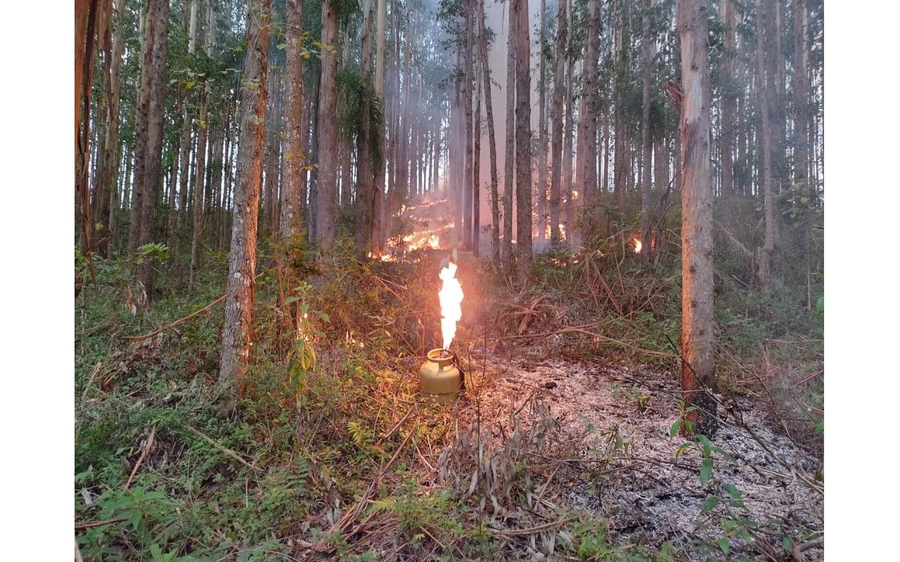 Incêndio consome 40 mil metros quadrados de vegetação e reflorestamento em Petrolândia