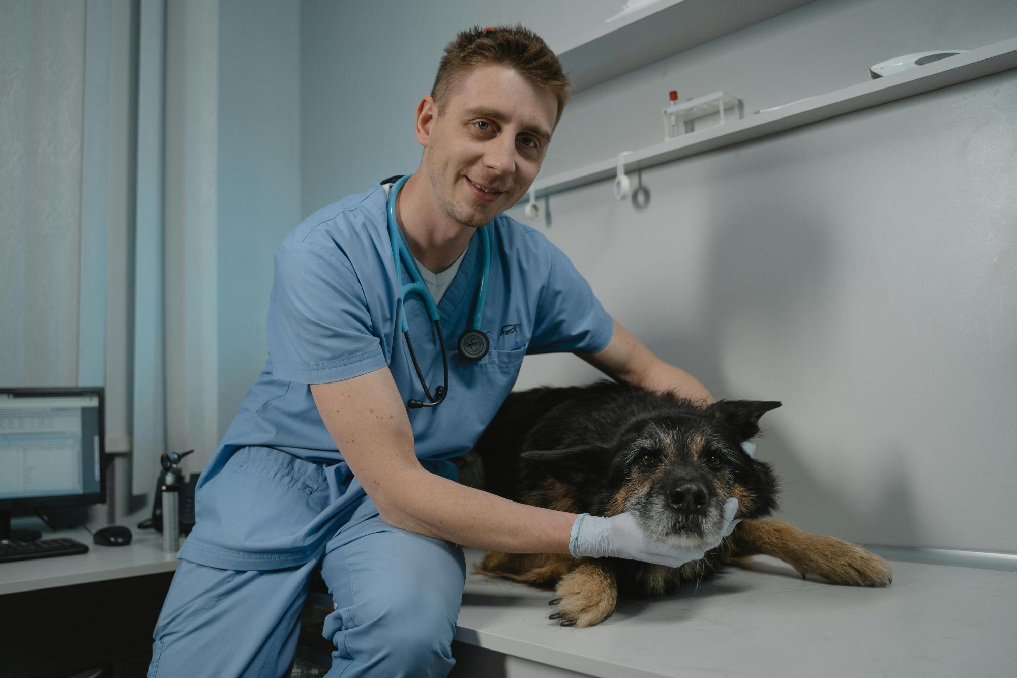 Inscrições estão abertas para realização de castrações de cães e gatos em Ituporanga