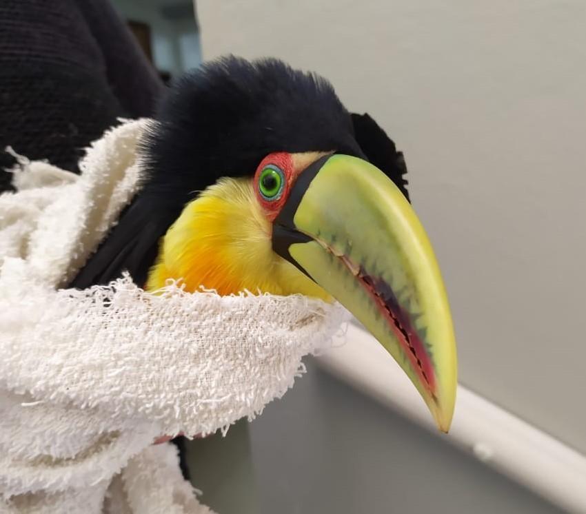 Instituto do Meio Ambiente resgata tucano machucado em Ituporanga