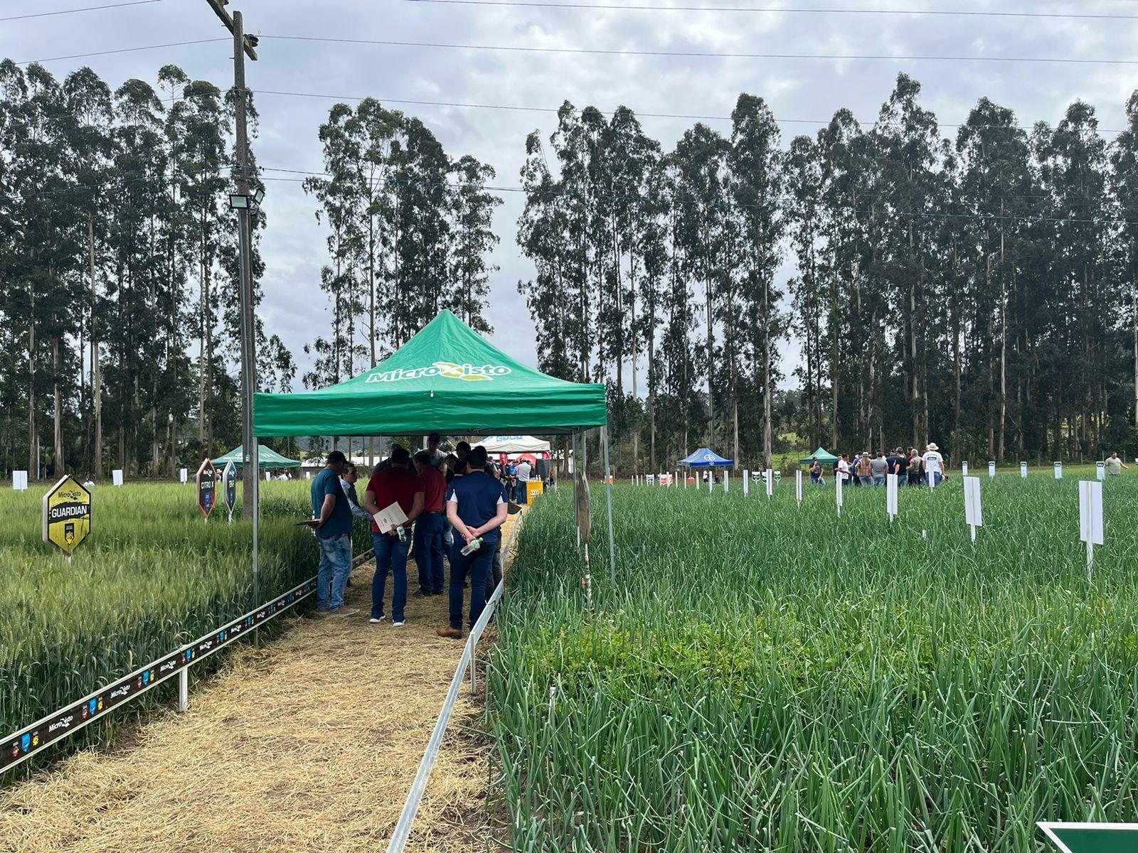 ItuAgro realiza dia de campo em Ituporanga