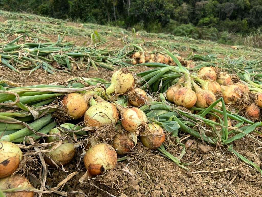 Ituporanga decreta calamidade pública em razão da queda no preço da cebola