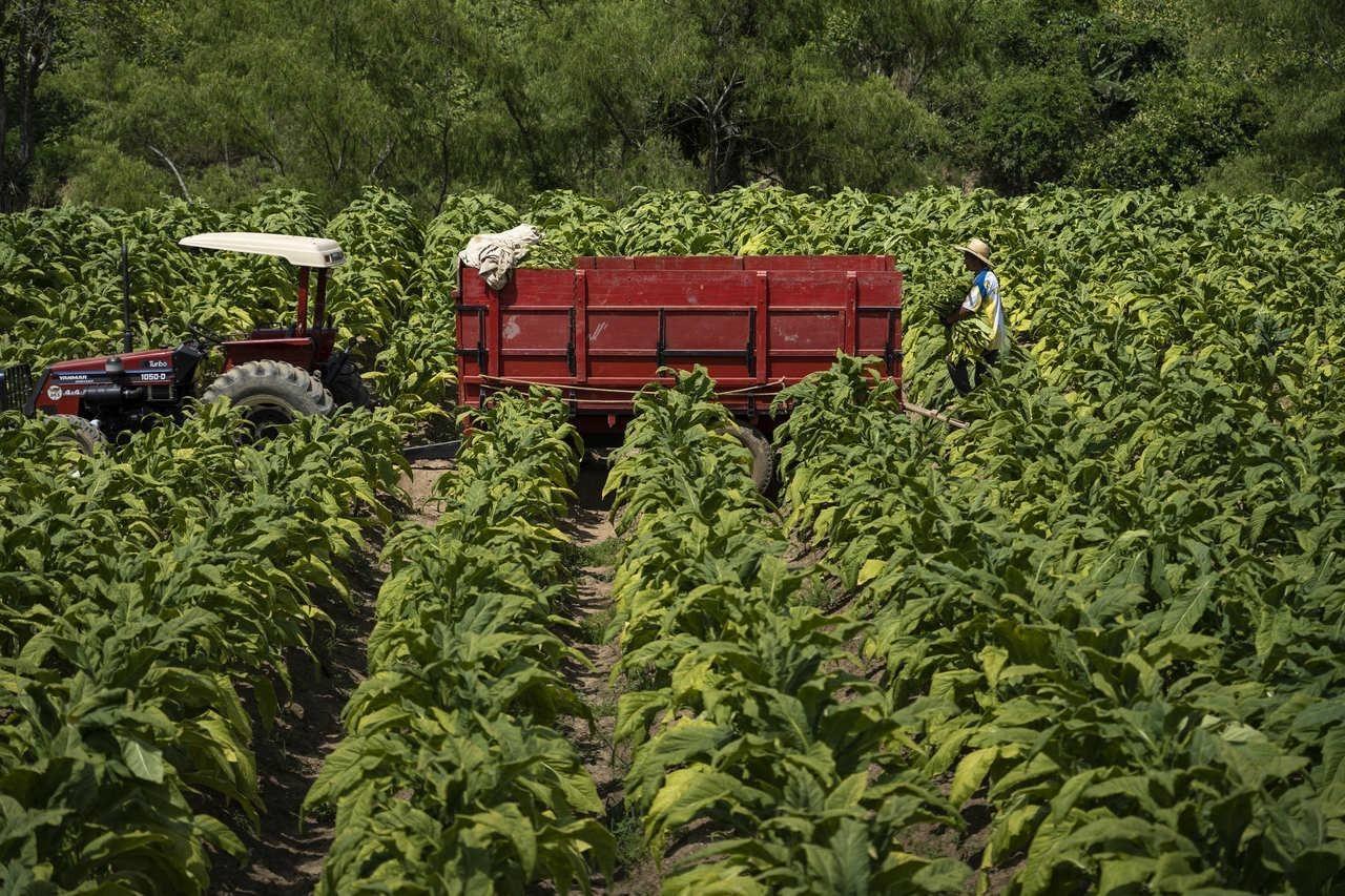Ituporanga e Vidal Ramos se destacam entre maiores produtores de tabaco do Sul
