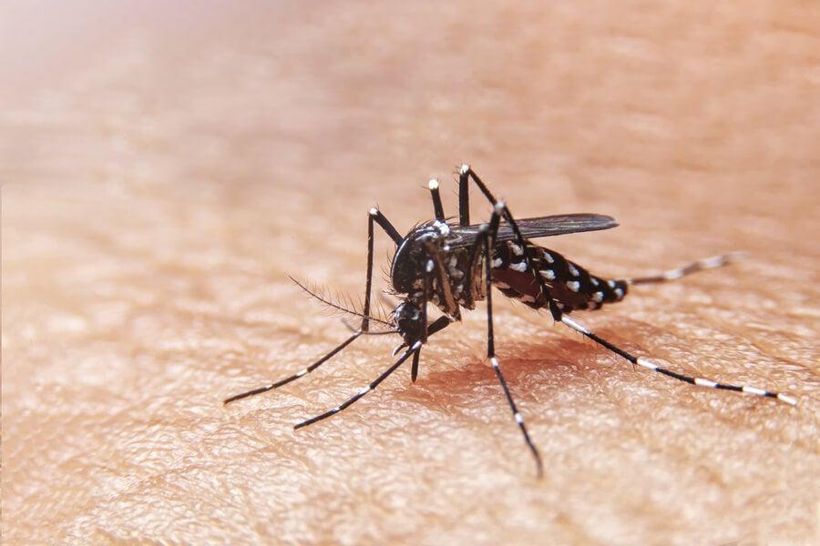 Ituporanga está em situação de alerta para a dengue