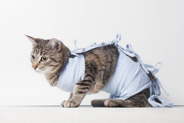 Ituporanga: Mutirão de castração para cães e gatos será realizado em 18 de abril