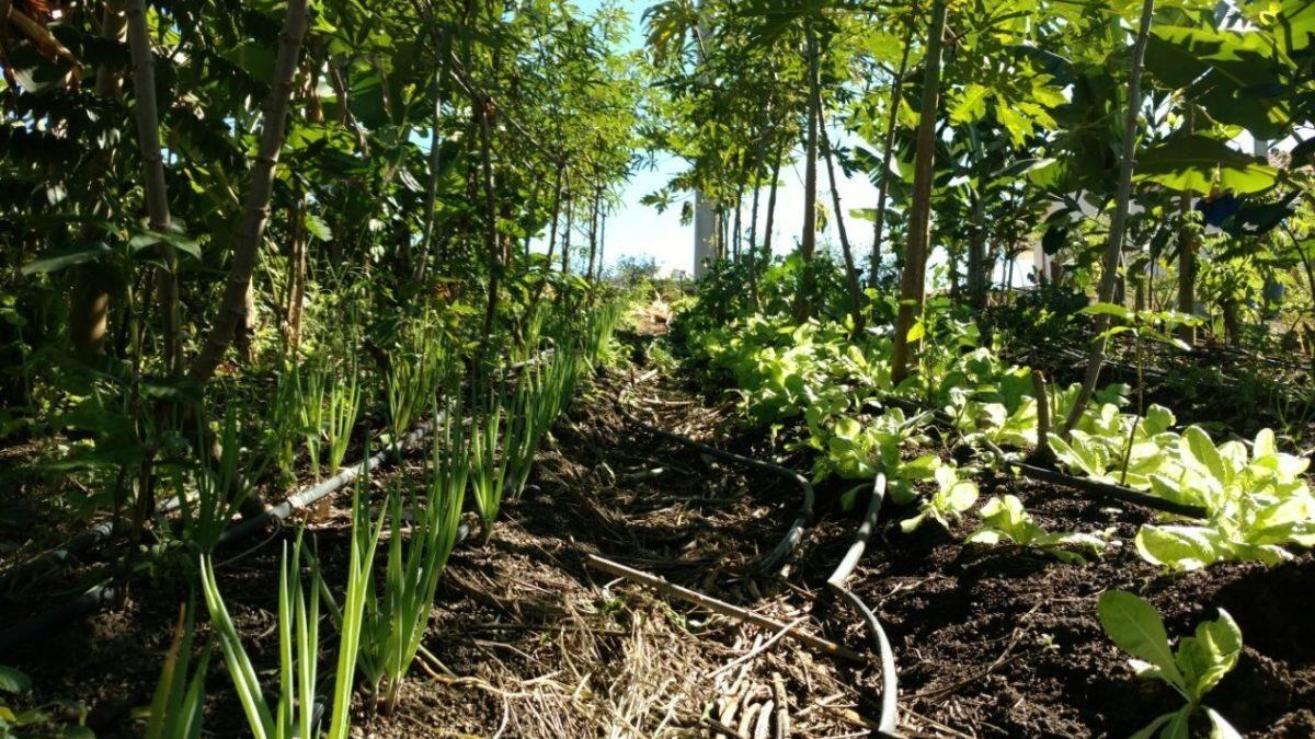 Ituporanga recebe oficina para implantação de agrofloresta no Sítio Ikiporã