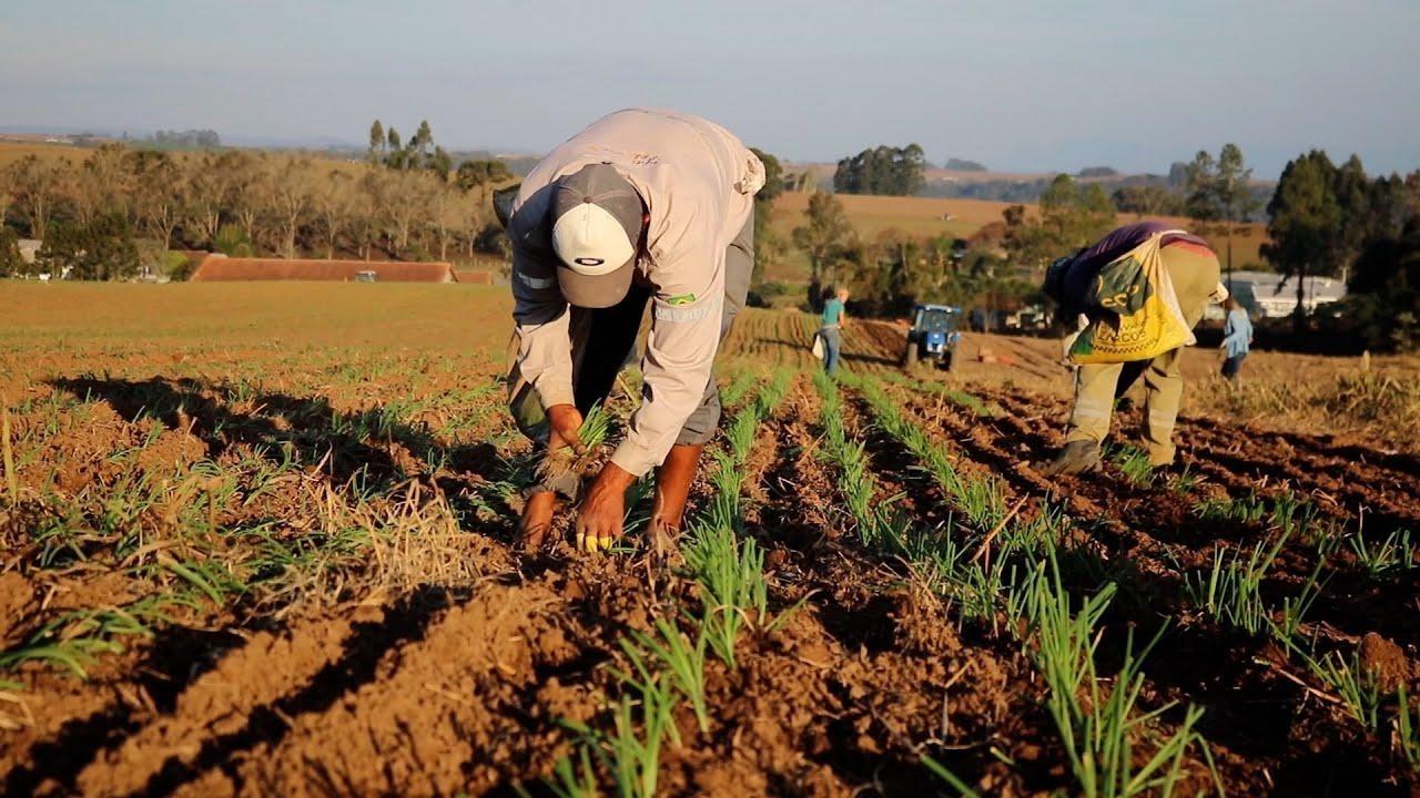 Ituporanga sedia reunião para mobilizar agricultores sobre contratação legal na cultura da cebola