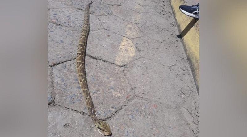 Jararaca ataca moradora no quintal de casa em Ibirama 