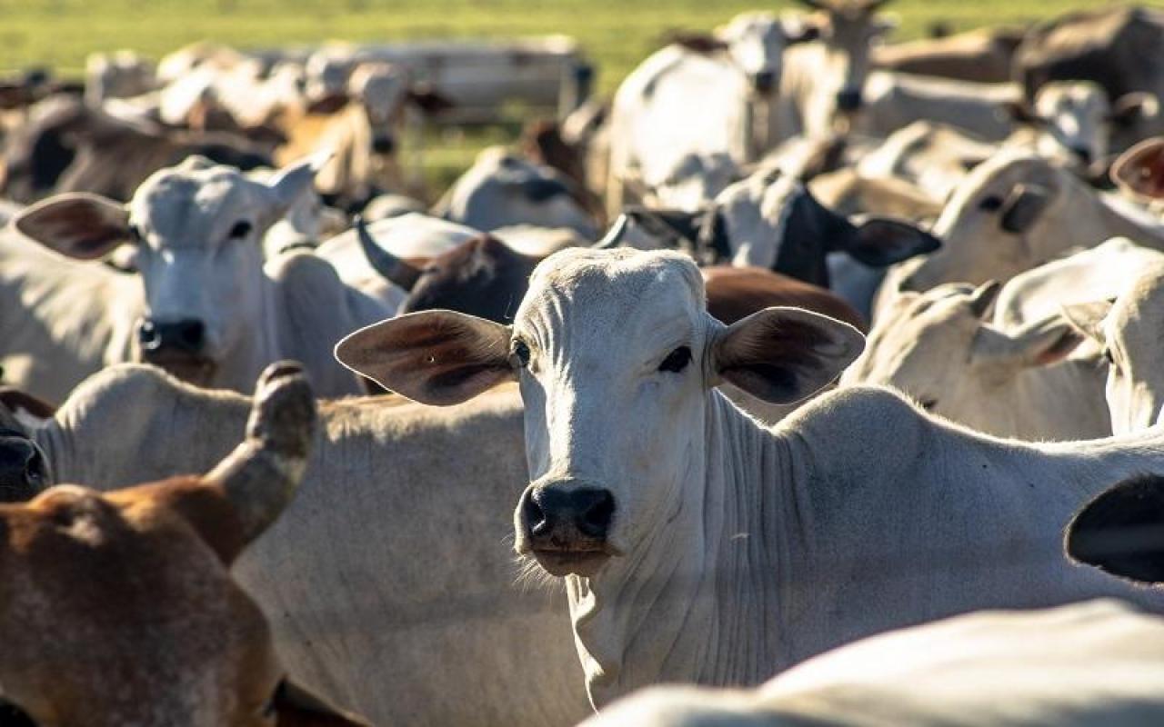 Ladrões matam gado para roubar carne em Petrolândia