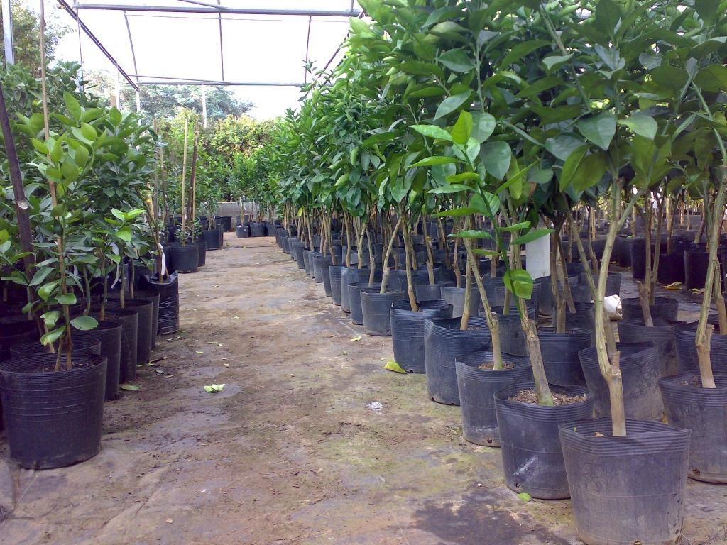Lageadenses podem fazer o pedido de mudas frutíferas e ornamentais a partir da próxima semana