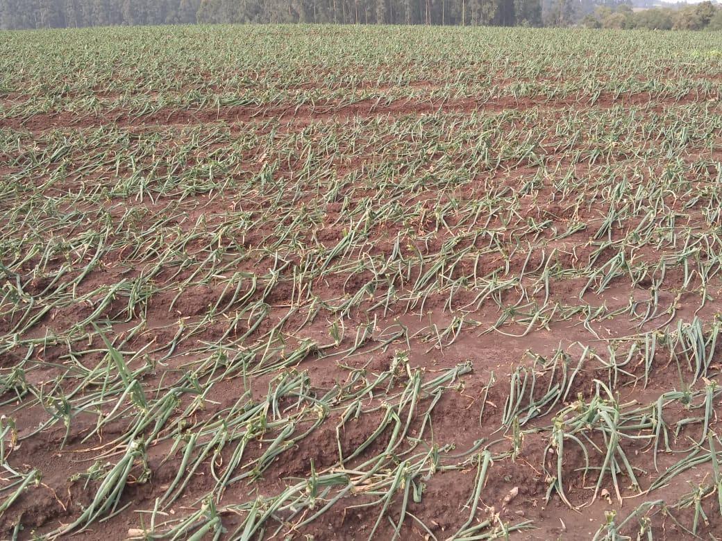 Lavouras de fumo e cebola foram atingidas por granizo em Aurora