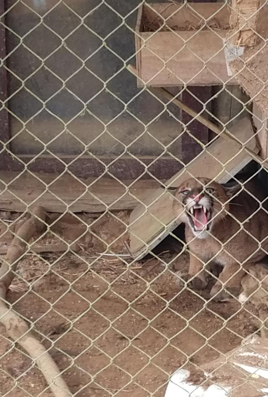 Leão Baio é encontrado em cercado de uma residência no Cerro Negro em Ituporanga