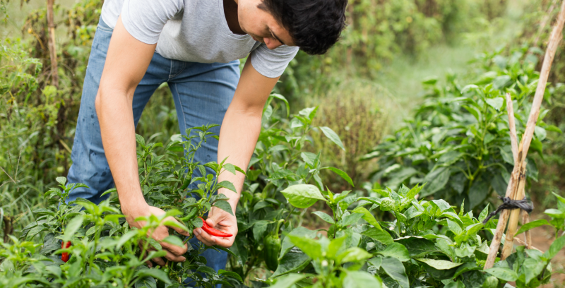 Lei que cria o programa jovem agricultor é sancionada