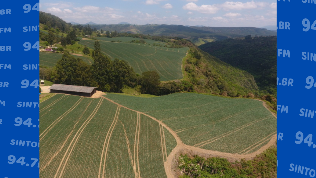 Levantamento aponta para aumento de plantio direto de cebolas nessa safra na região