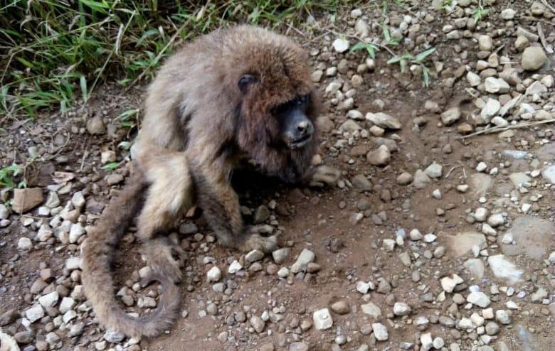 Macaco é encontrado morto em Taió; suspeita de febre amarela é investigada
