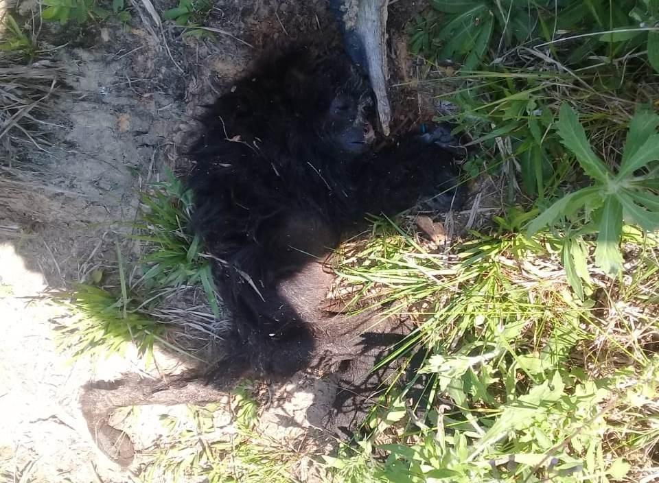 Macaco é encontrado morto no interior de Chapadão do Lageado