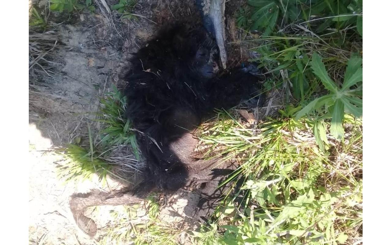 Macaco é encontrado morto no interior de Chapadão do Lageado