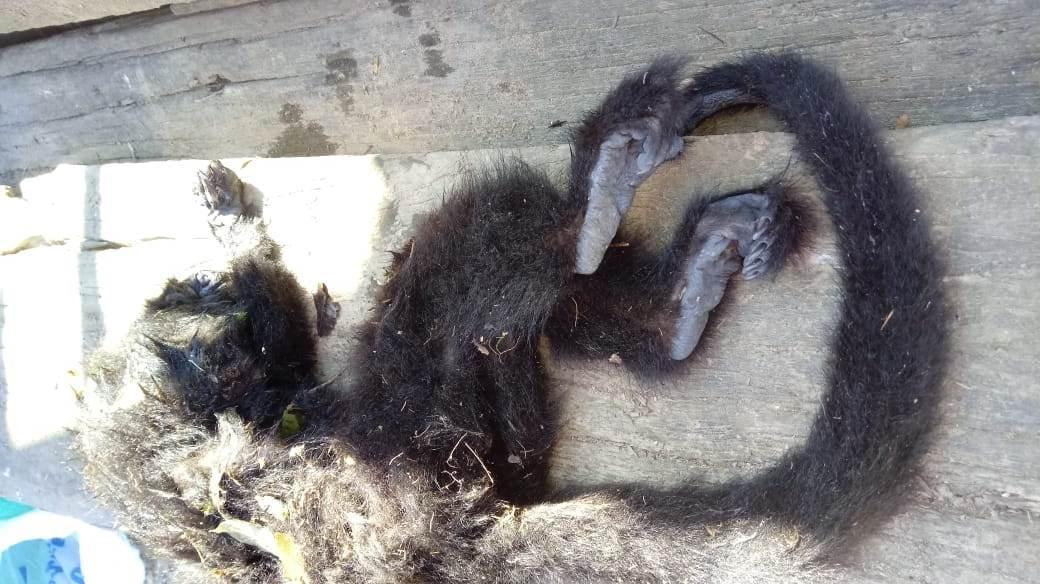 Macaco é encontrado morto no interior de Ituporanga