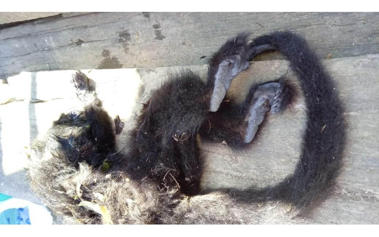 Macaco é encontrado morto no interior de Ituporanga