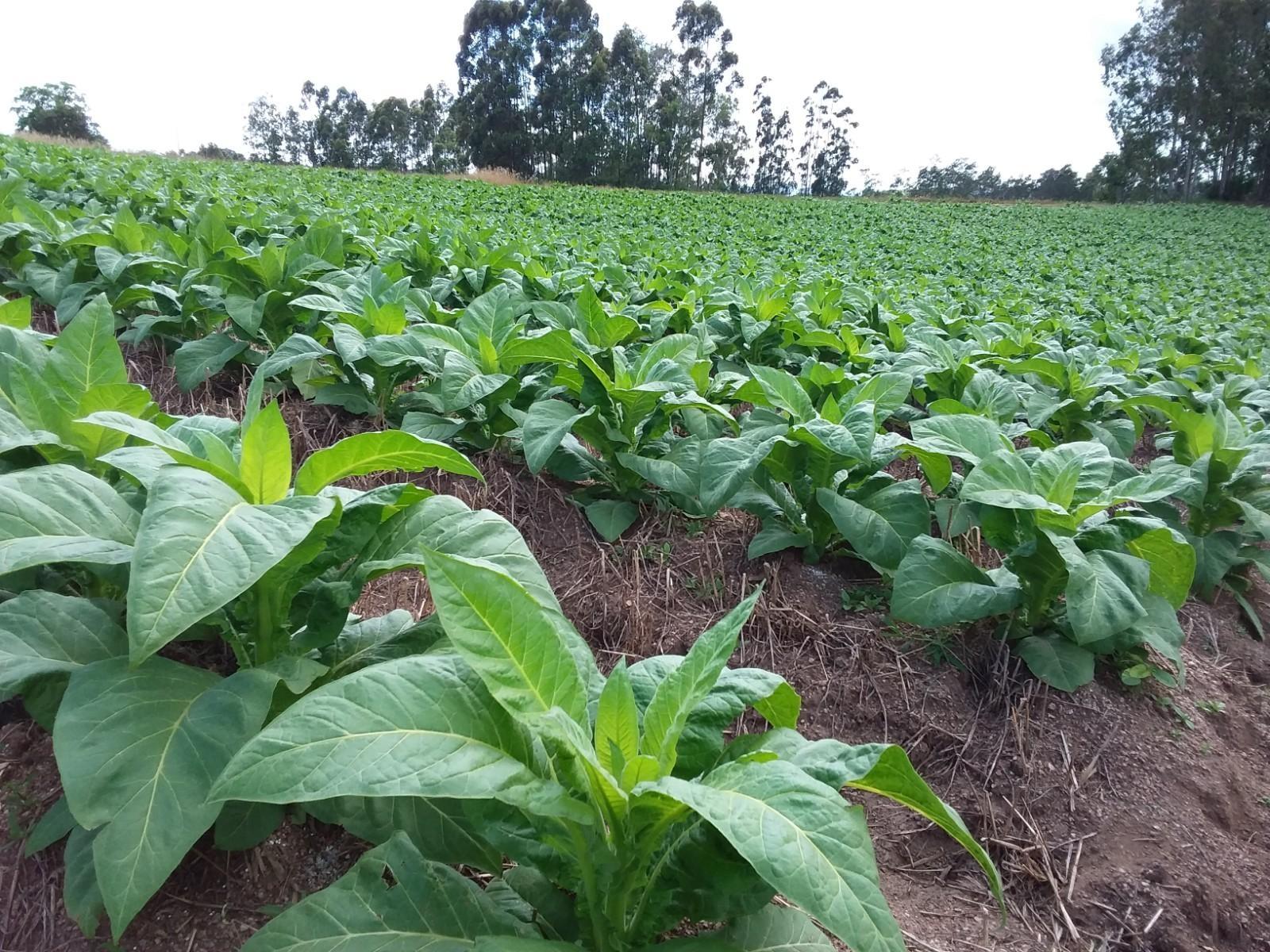 Marcadas as reuniões para definir o preço do tabaco para a safra 2021/2022 
