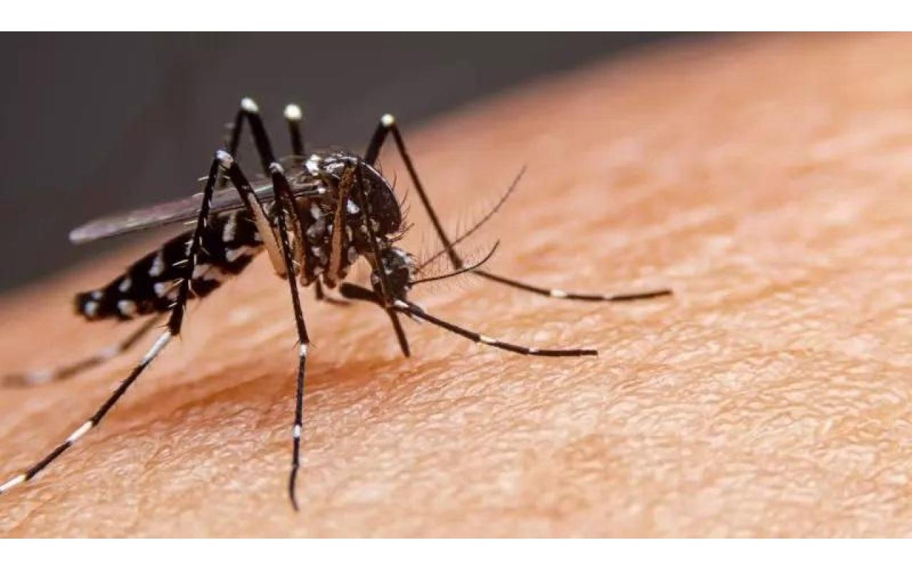 Menina do Alto Vale morre vítima de dengue