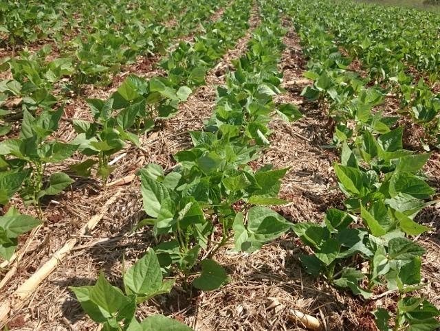 Mercado aquecido de feijão favorece preços ao produtor