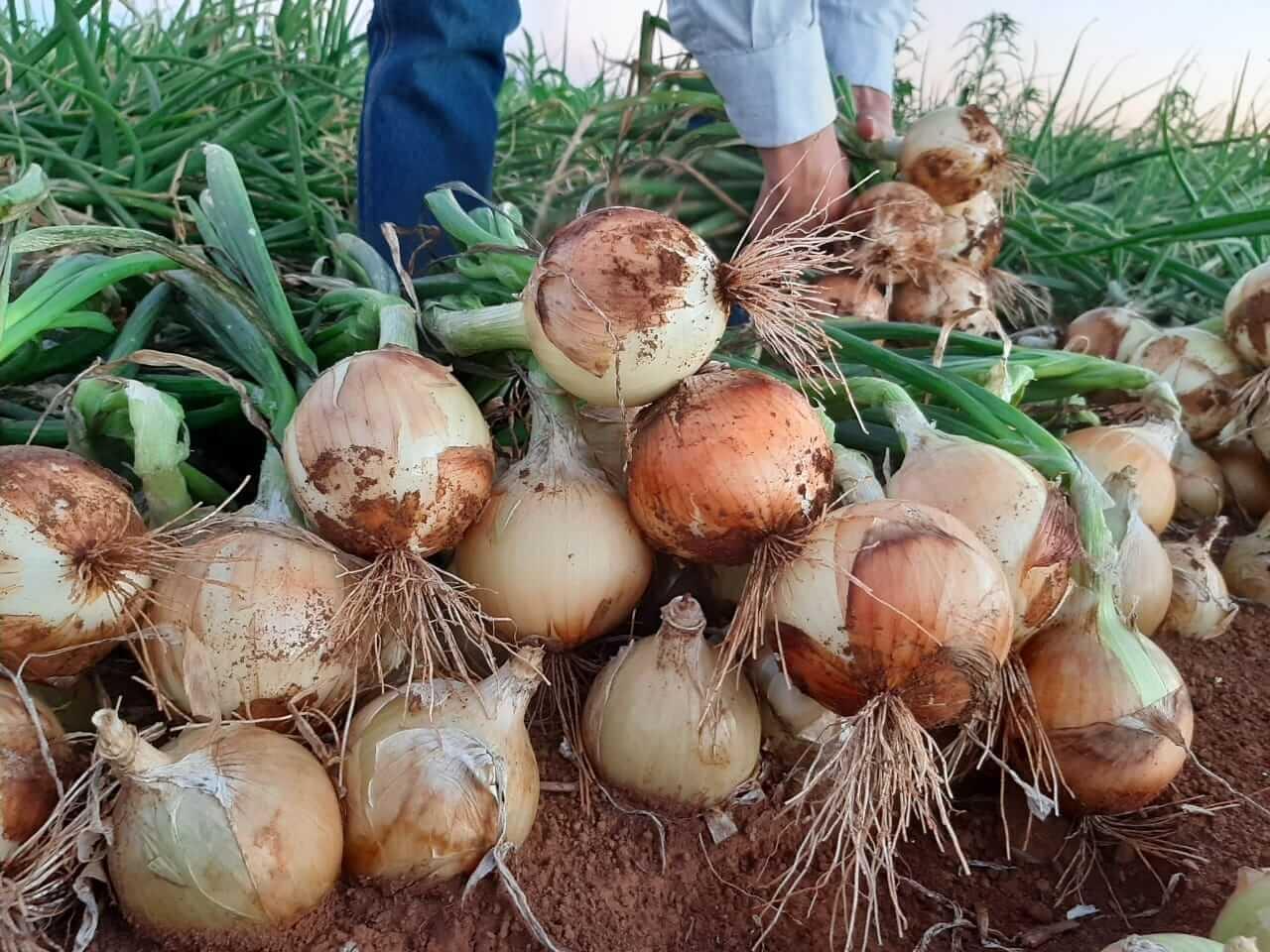 Mesmo com redução da área plantada, produtor será desafiado pelo El Niño nesta safra