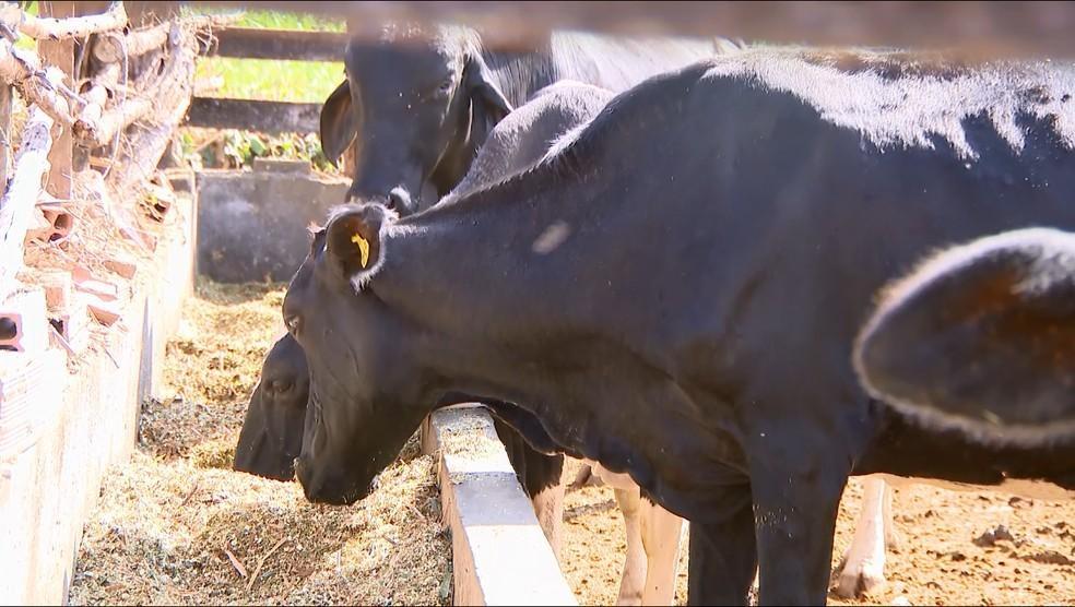 Mesmo sem casos confirmados, Cidasc alerta para cuidados com a raiva bovina no Alto Vale