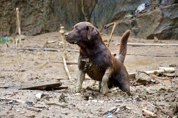 Militares e cães do Corpo de Bombeiros de Santa Catarina irão atuar em Pernambuco
