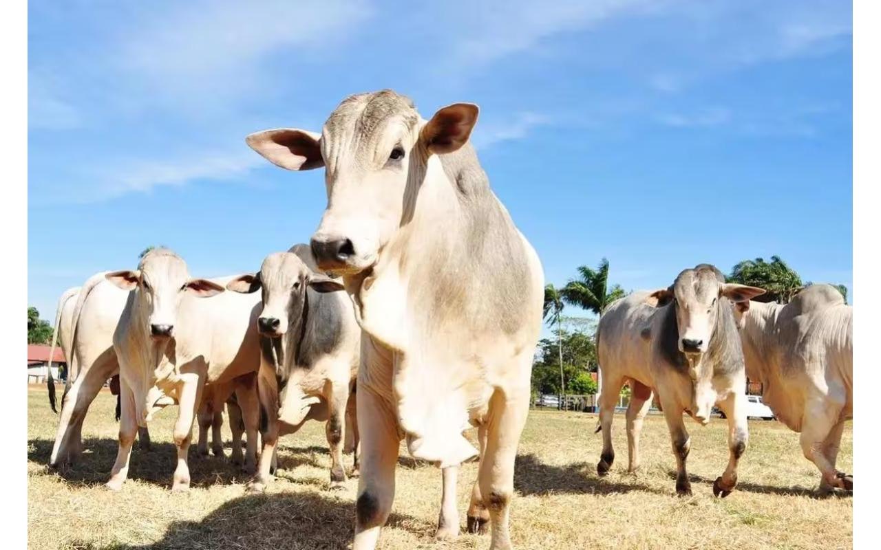 Ministério da Agricultura e Pecuária confirma que investiga caso de vaca louca no Brasil