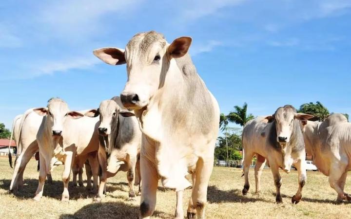 Ministério da Agricultura e Pecuária confirma que investiga caso de vaca louca no Brasil