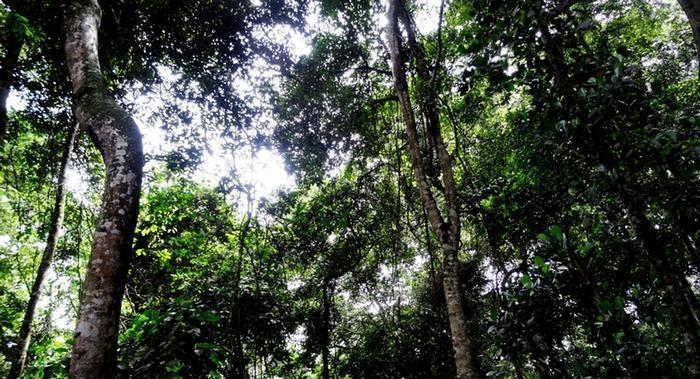 Morte de macaco por febre amarela em Ibirama acende alerta para circulação da doença no Alto Vale