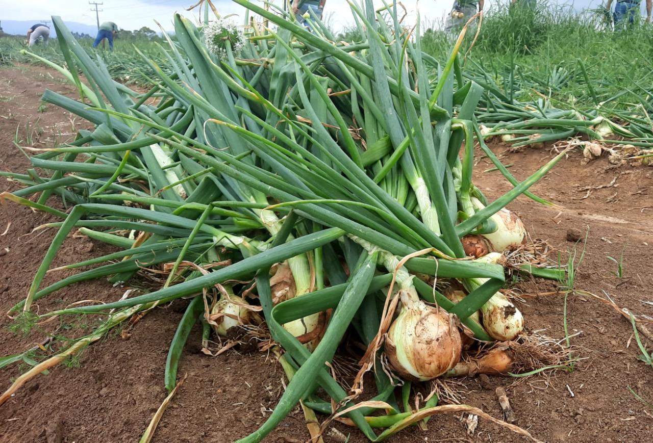 Movimento econômico da agricultura de Ituporanga cresceu 39,15% em relação ao ano anterior