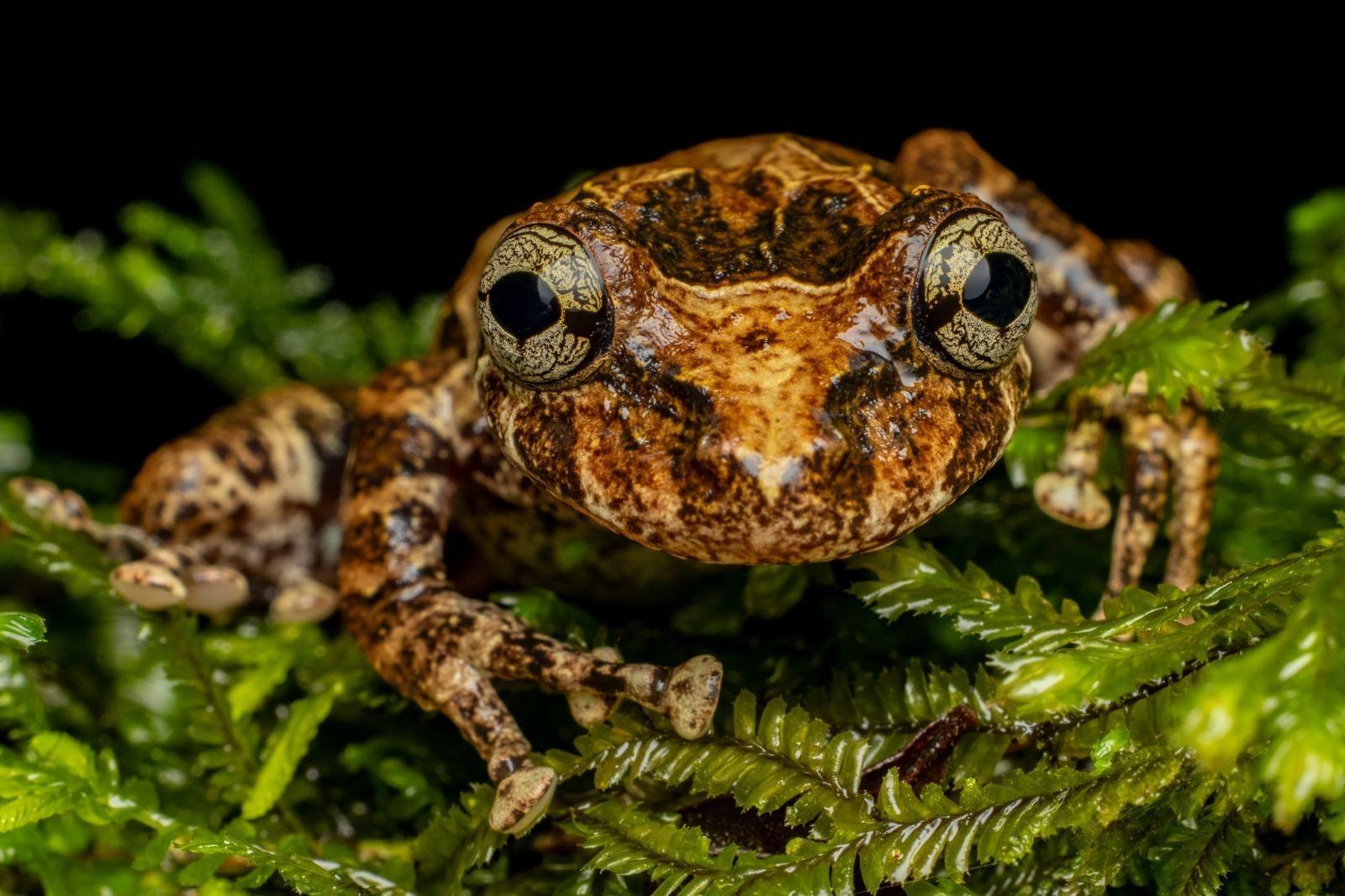 MPSC apoia levantamento inédito da anurofauna do Jardim Botânico de Rio do Sul