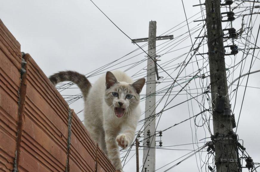 Mulher vai parar na delegacia após gato no medidor de energia da Celesc
