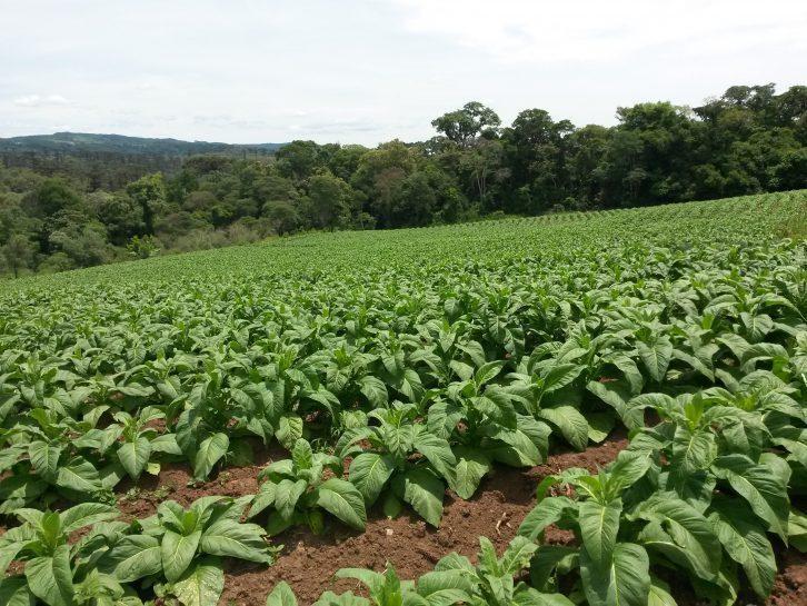 Municípios de Santa Catarina se destacam entre os maiores produtores de tabaco do Sul do Brasil