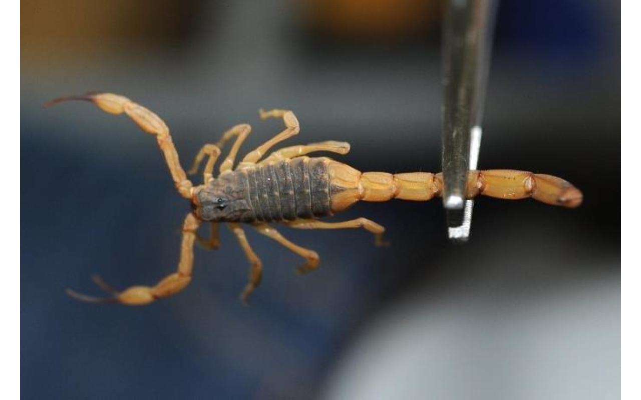 Municípios do Alto Vale ficam em alerta por conta do aparecimento de escorpiões