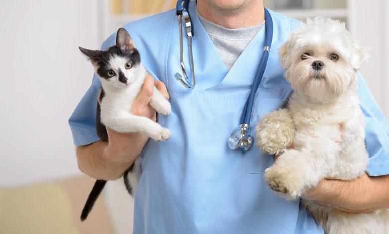 Mutirão de castração deve atender 200 animais em bairros de Rio do Sul