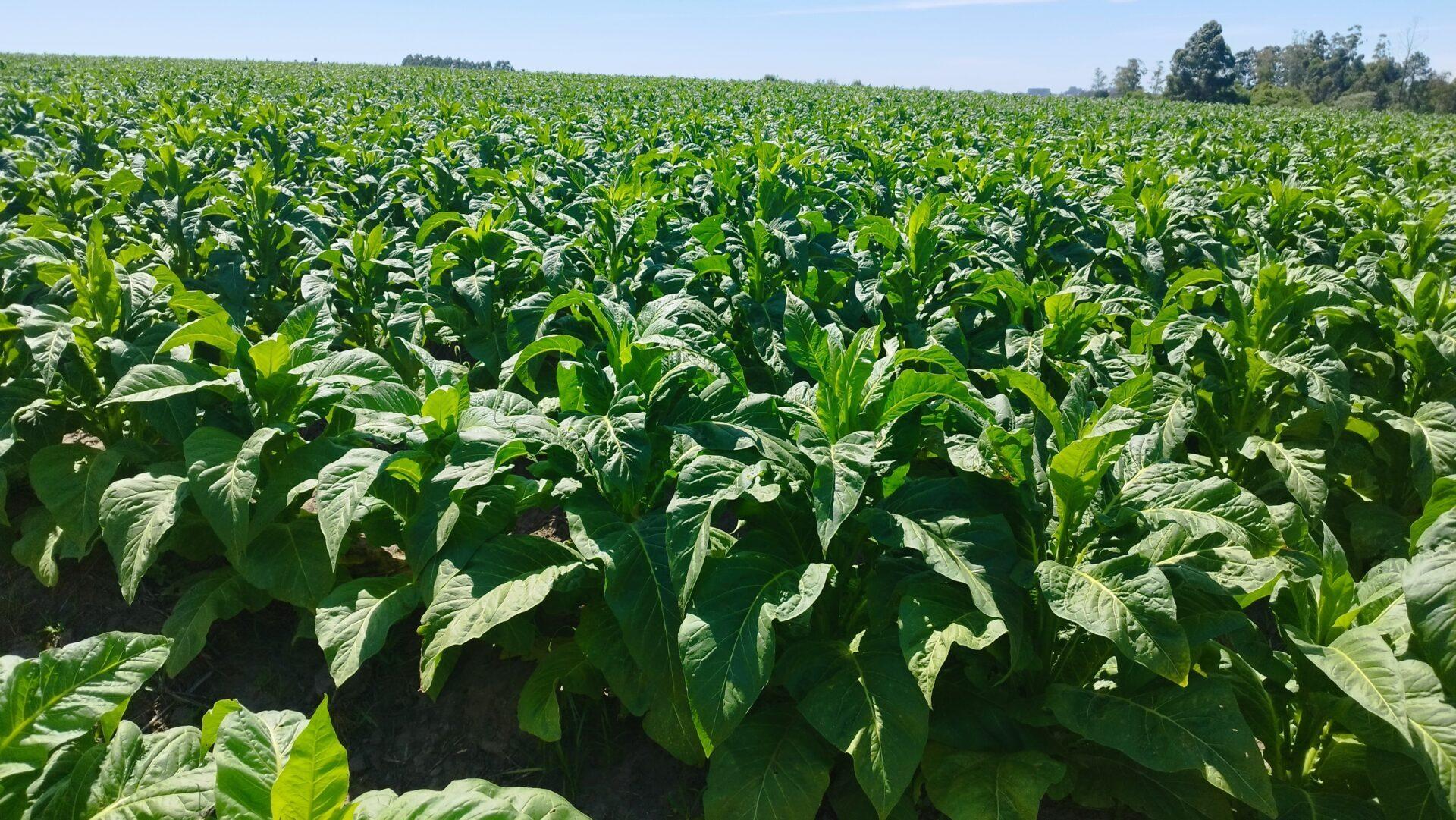 Negociação do tabaco segue sem acordo entre produtores e indústrias