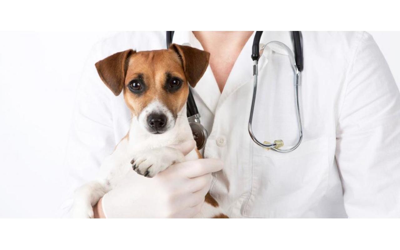 09 de Setembro: Hoje é Dia do Médico Veterinário