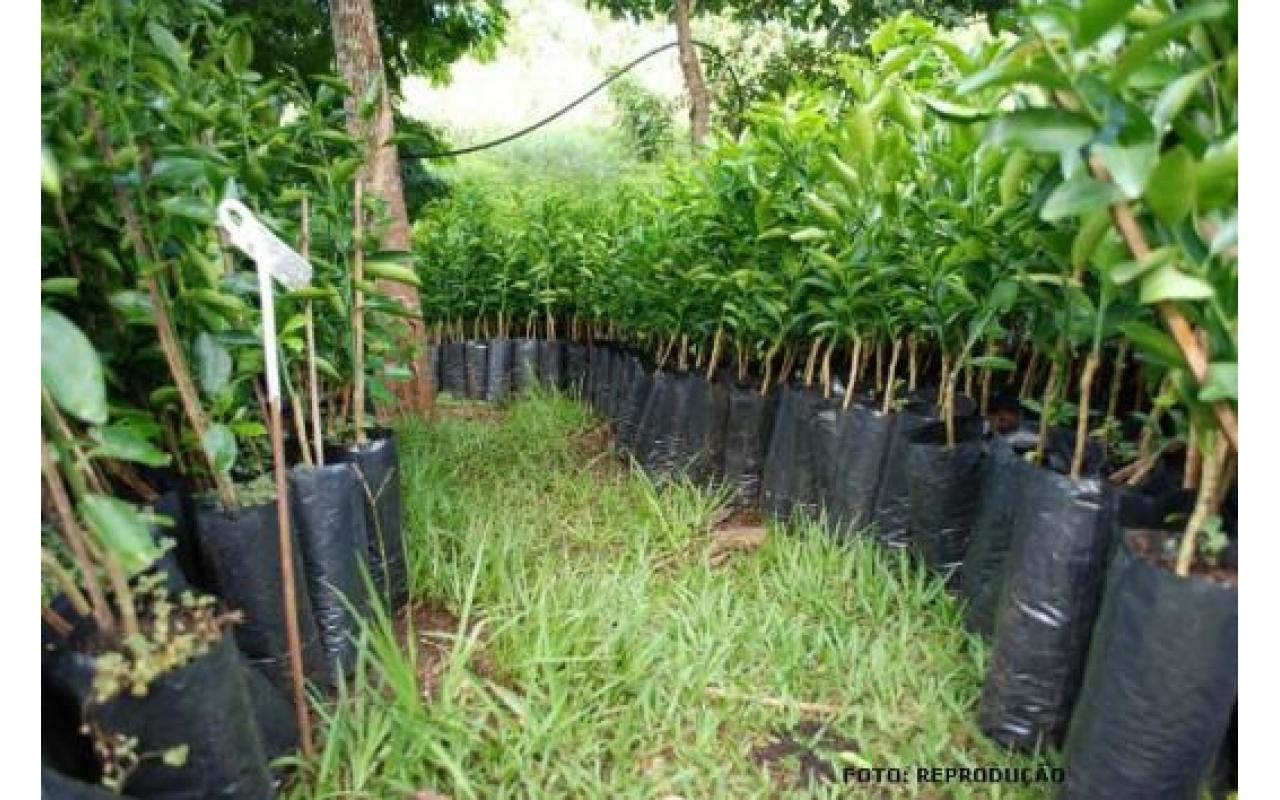 Abertas inscrições para campanha de mudas frutíferas e ornamentais em Chapadão do Lageado