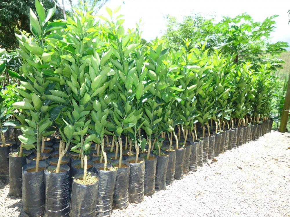 Abertas inscrições para campanha de mudas frutíferas em Chapadão do Lageado