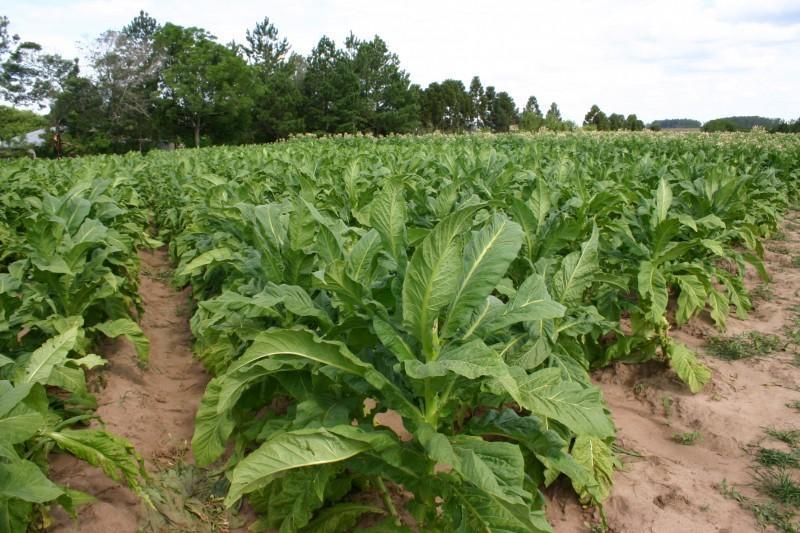 Afubra registra aumento na quantidade de pés de fumo segurados por lavoura no sistema de mutualidade do produtor