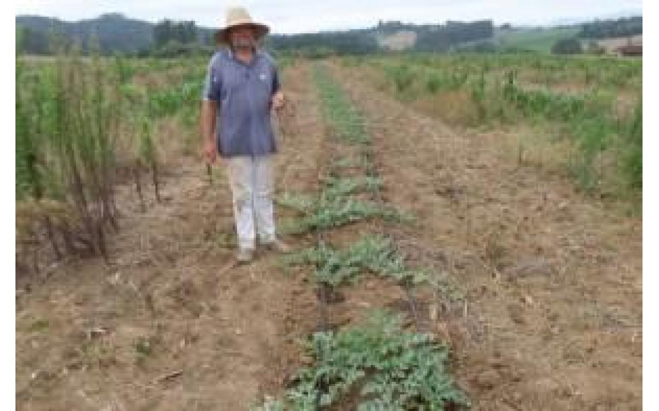 Agricultor de Aurora melhora produção de melancia com sistema de irrigação