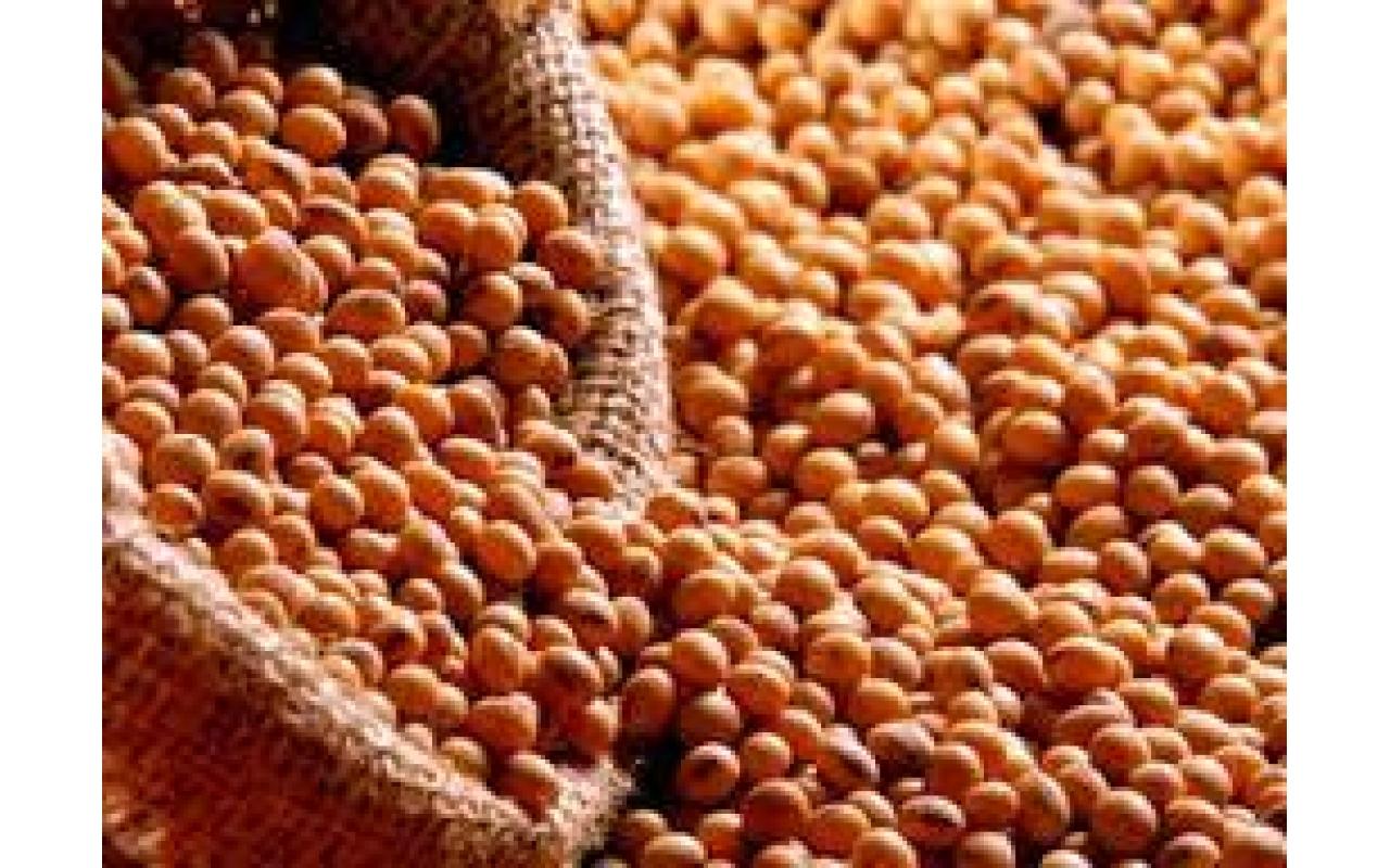 Agricultores da Região da Cebola têm apostado no cultivo da soja para aumentar a renda