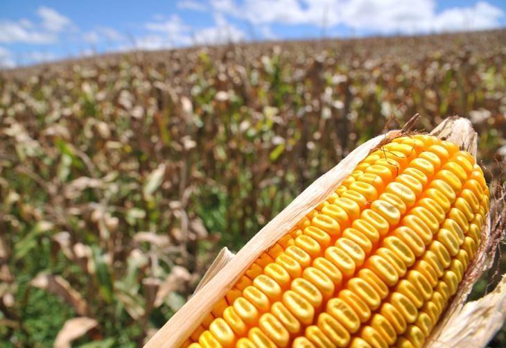 Agricultores da região podem apostar no milho safrinha para incrementar a renda
