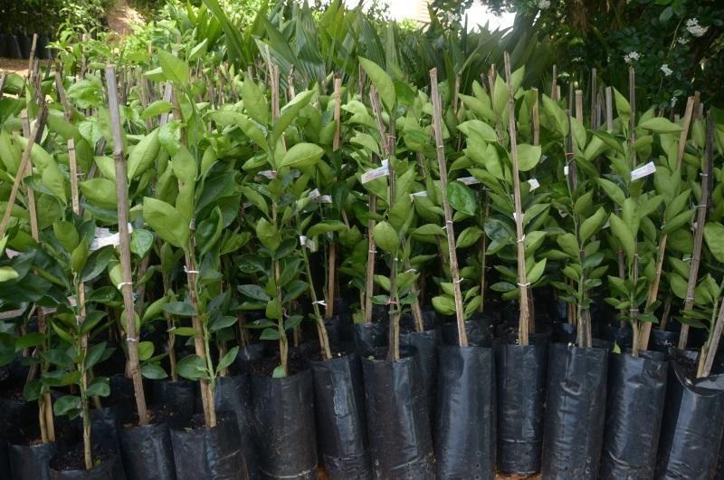 Agricultores podem fazer pedidos de mudas frutíferas em Petrolândia
