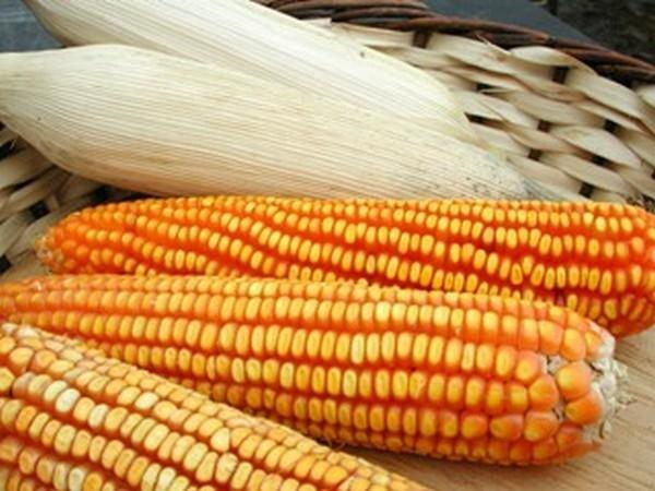 Agricultores podem solicitar sementes do Programa Terra Boa, em Petrolândia 